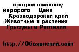 продам шиншилу недорого. › Цена ­ 5 000 - Краснодарский край Животные и растения » Грызуны и Рептилии   